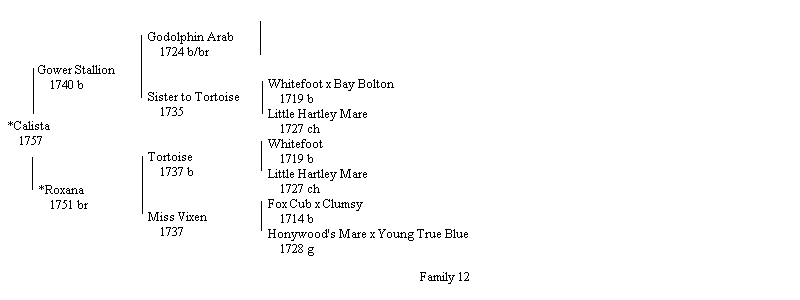 calista pedigree